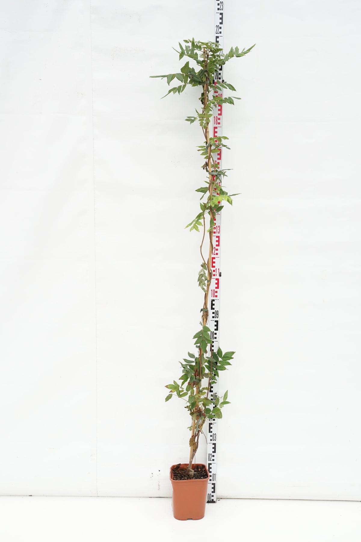 Wisteria brachybotrys &