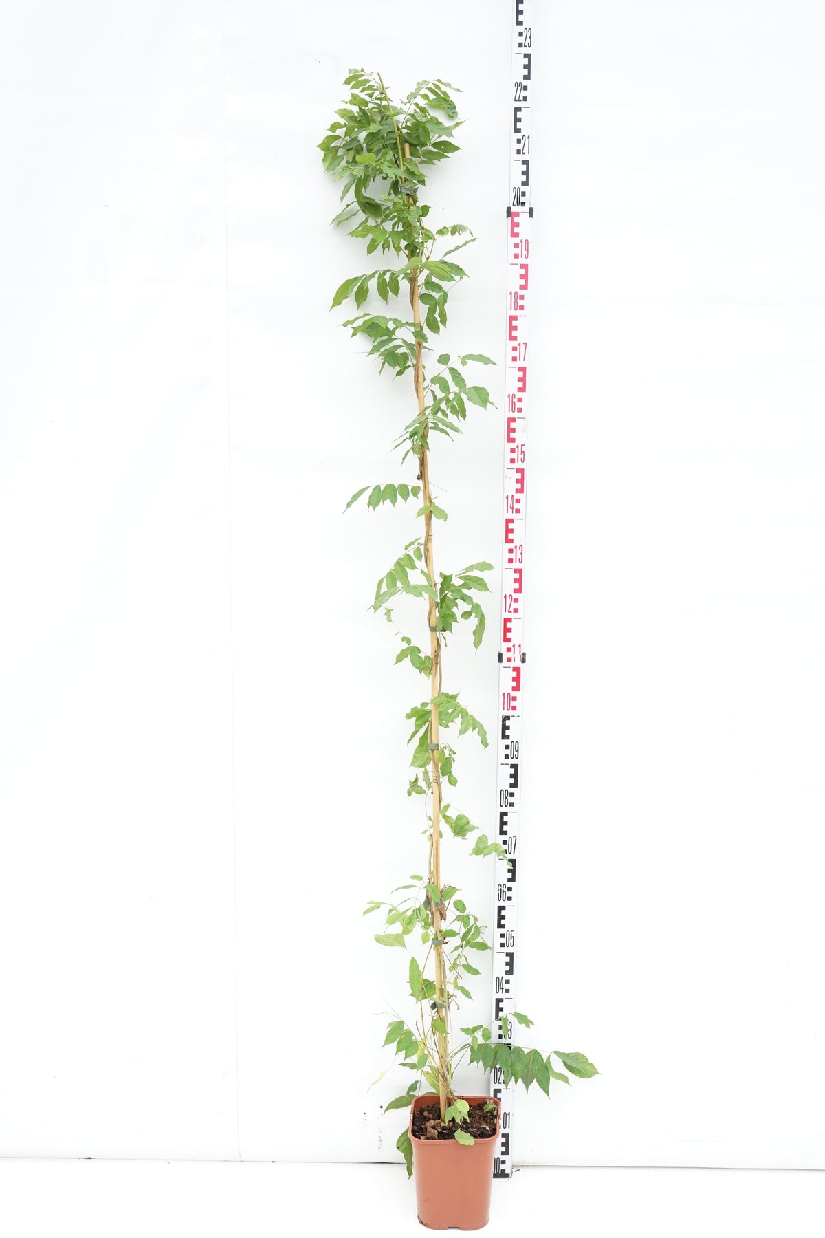 Wisteria sinensis &