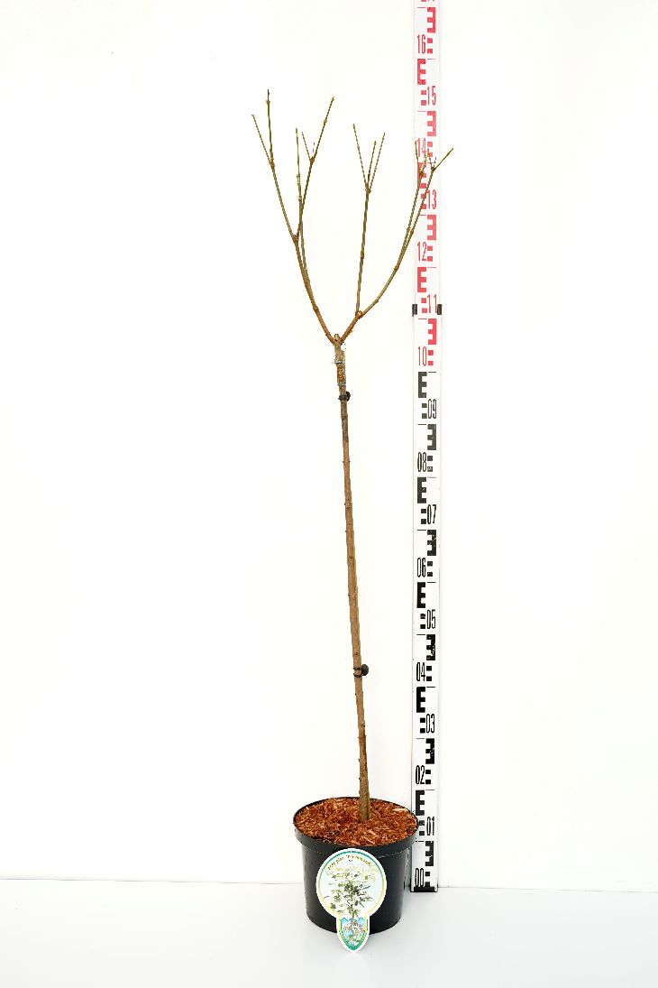 Acer platanoides &