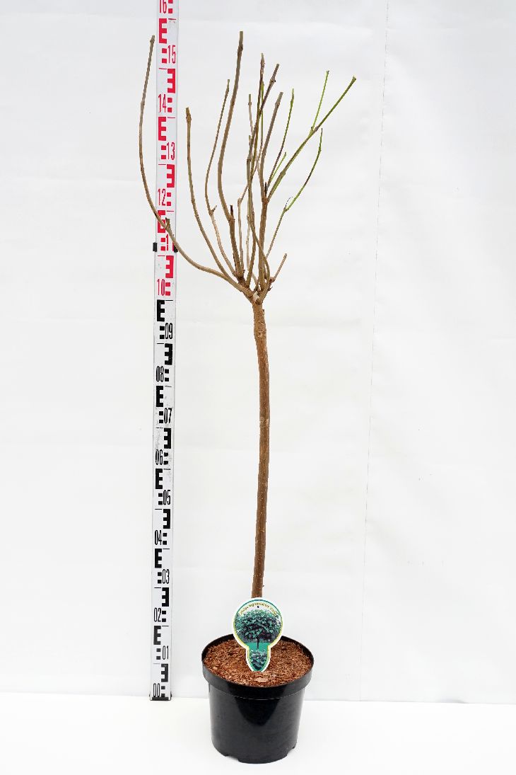 Catalpa bungei stam 80 cm C5 (5 liters kruka)