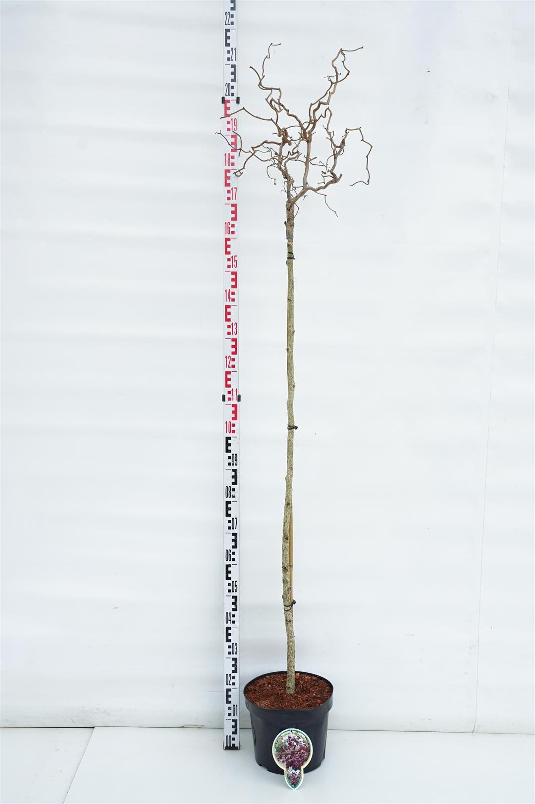 Corylus avellana &