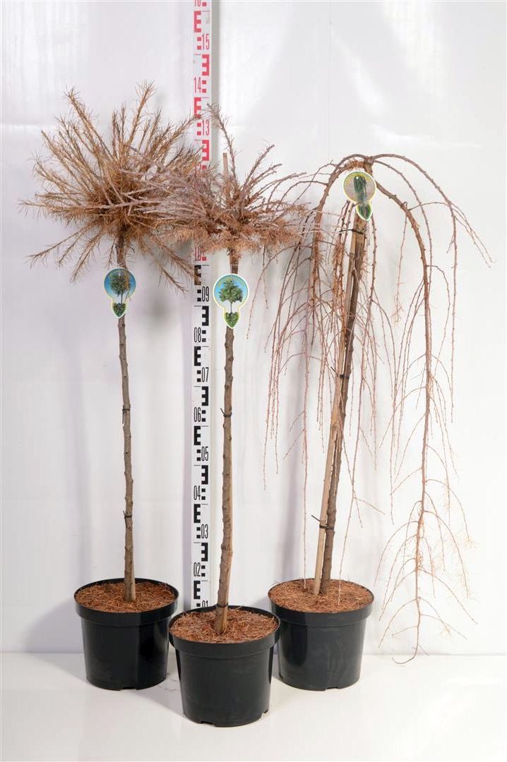 Larix, sorter på 90 cm stam C7,5 (7,5 liters kruka)