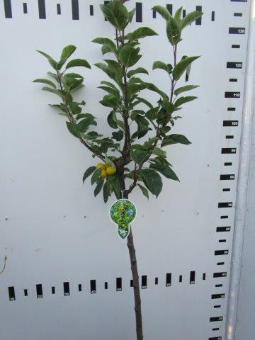 TW-2774505