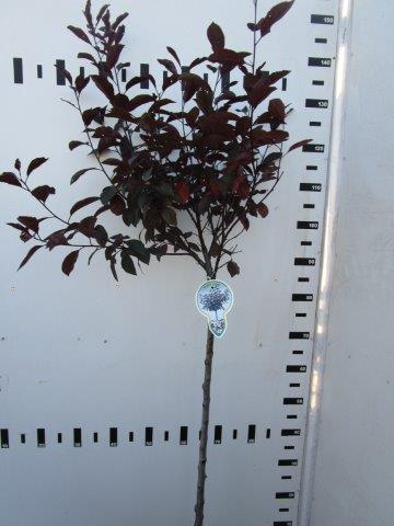 Prunus cistena 80 cm stam C5 (5 liters kruka)