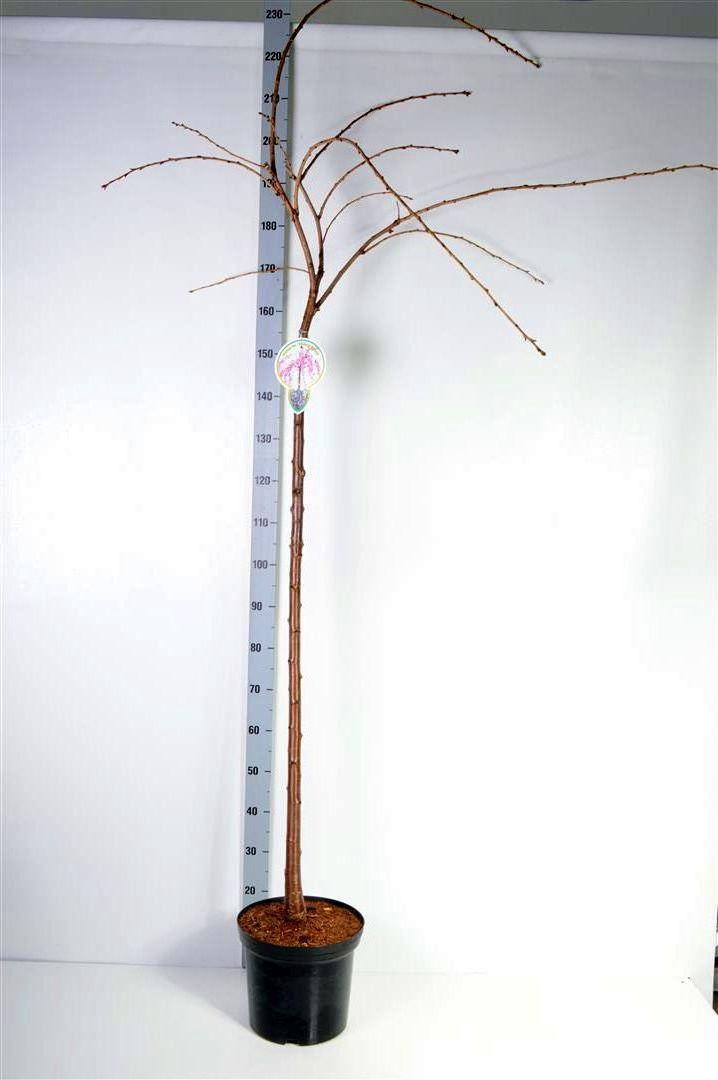 Prunus &