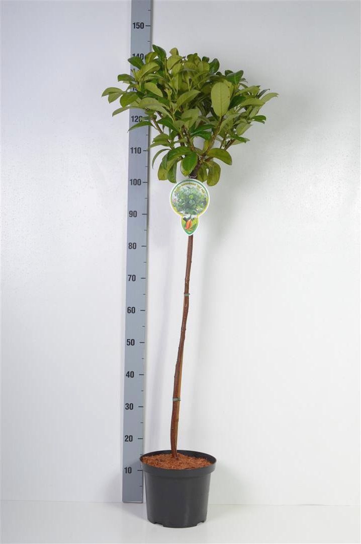 Prunus laurocerasus &