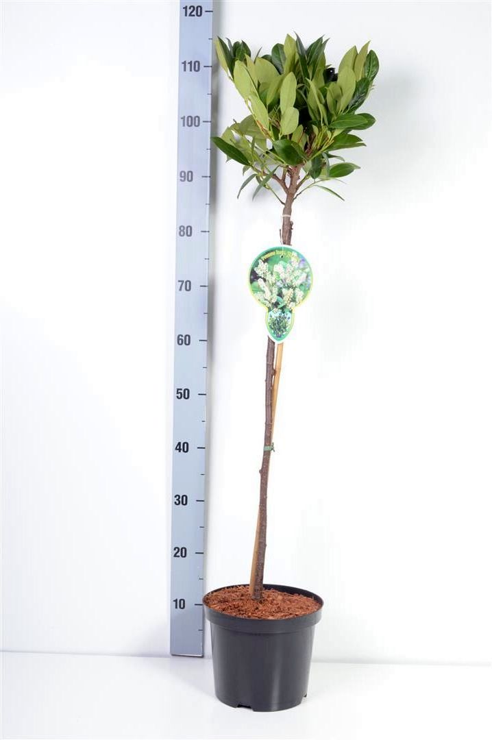 Prunus laurocerasus &