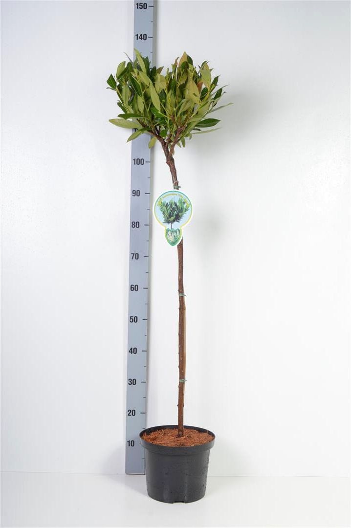Prunus laurocerasus &
