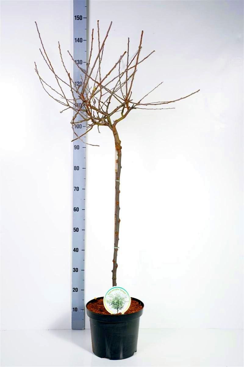 Pyrus salicifolia &