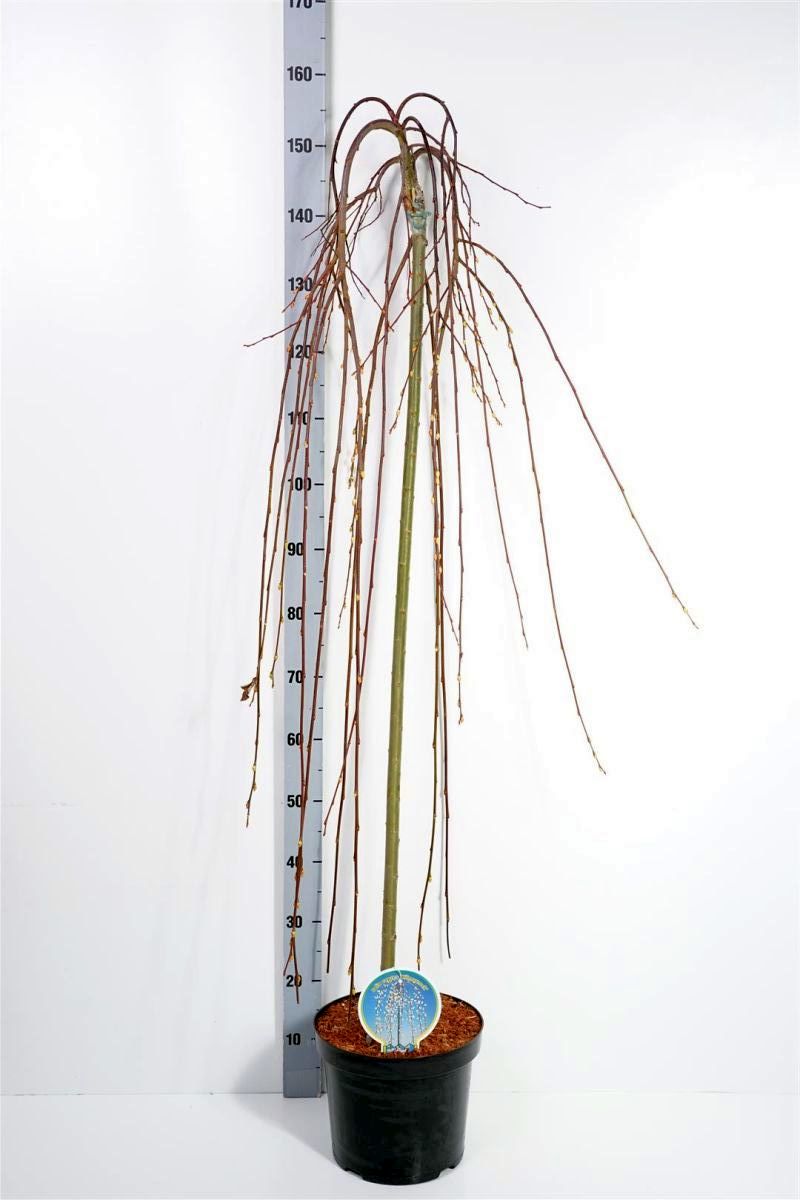 Salix caprea &