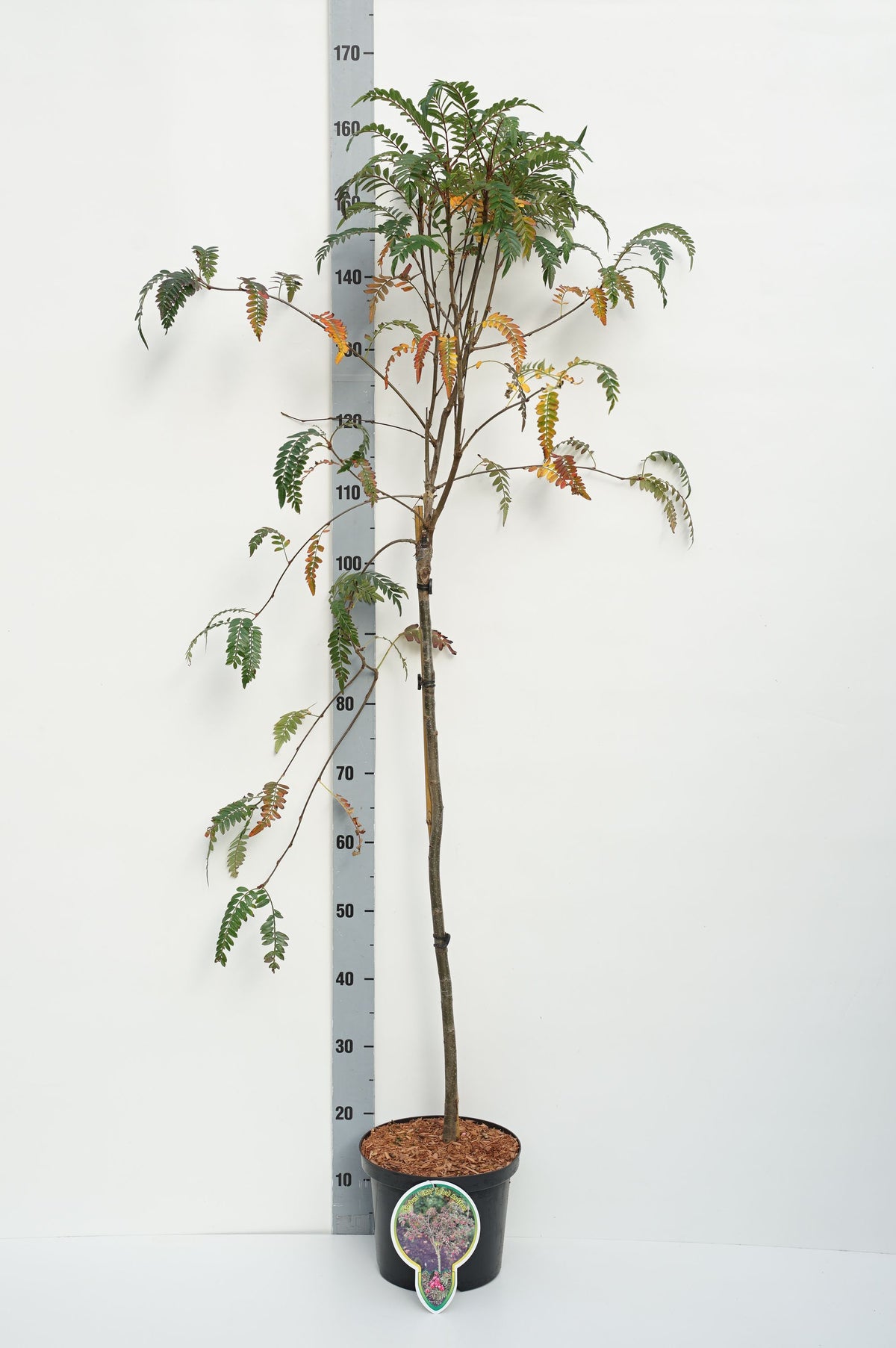 Sorbus &