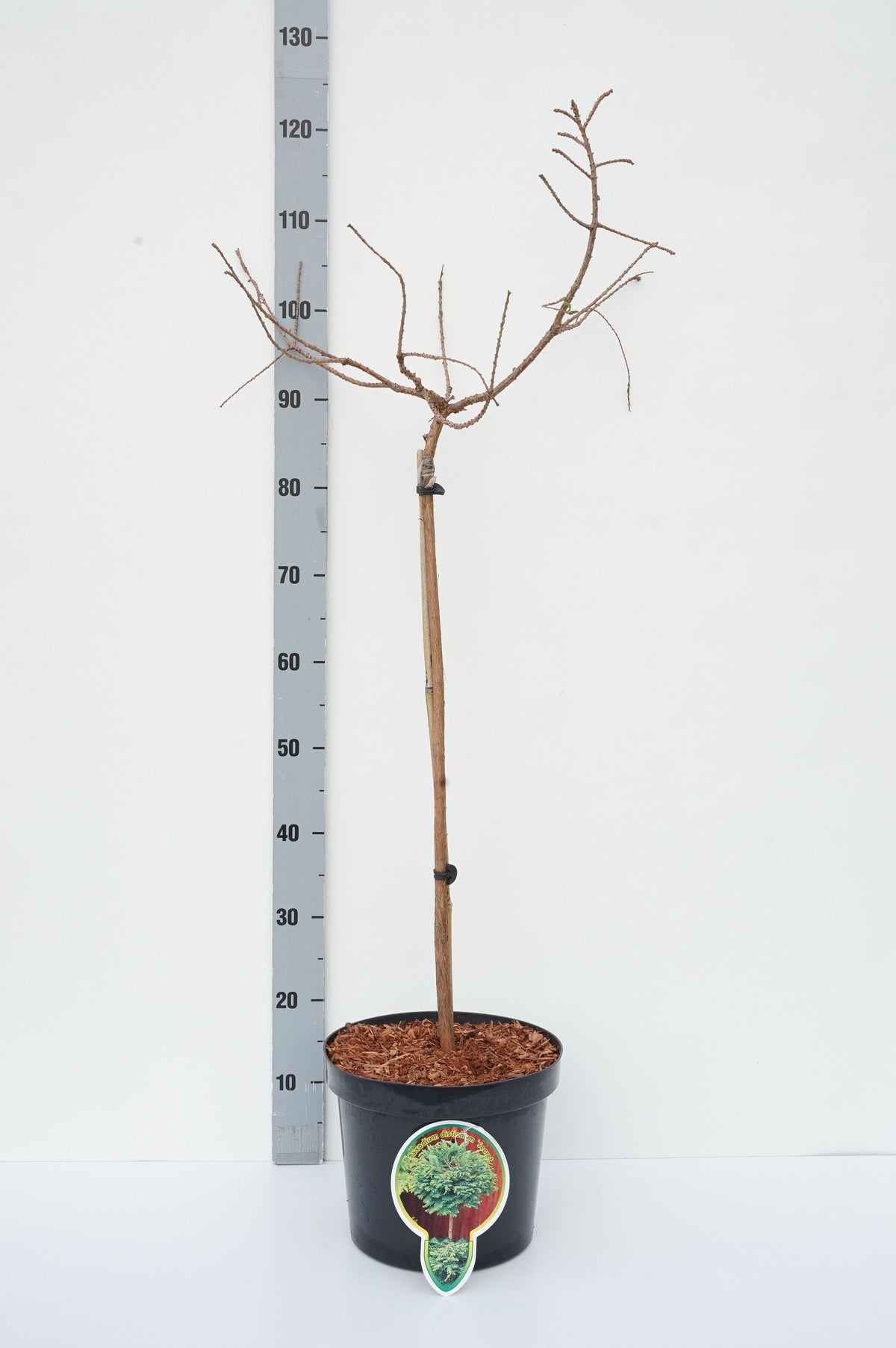 Taxodium distichum &