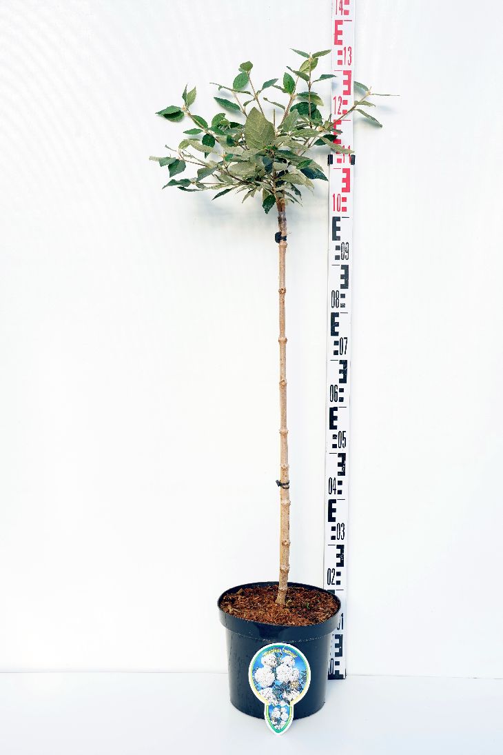 Viburnum &
