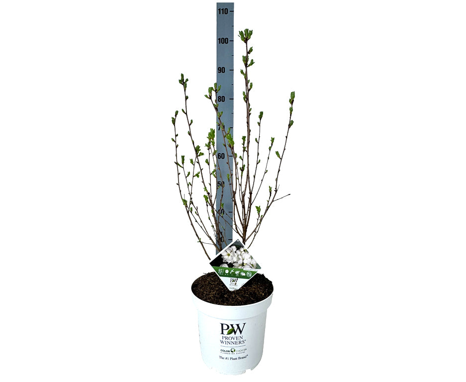 Exochorda &