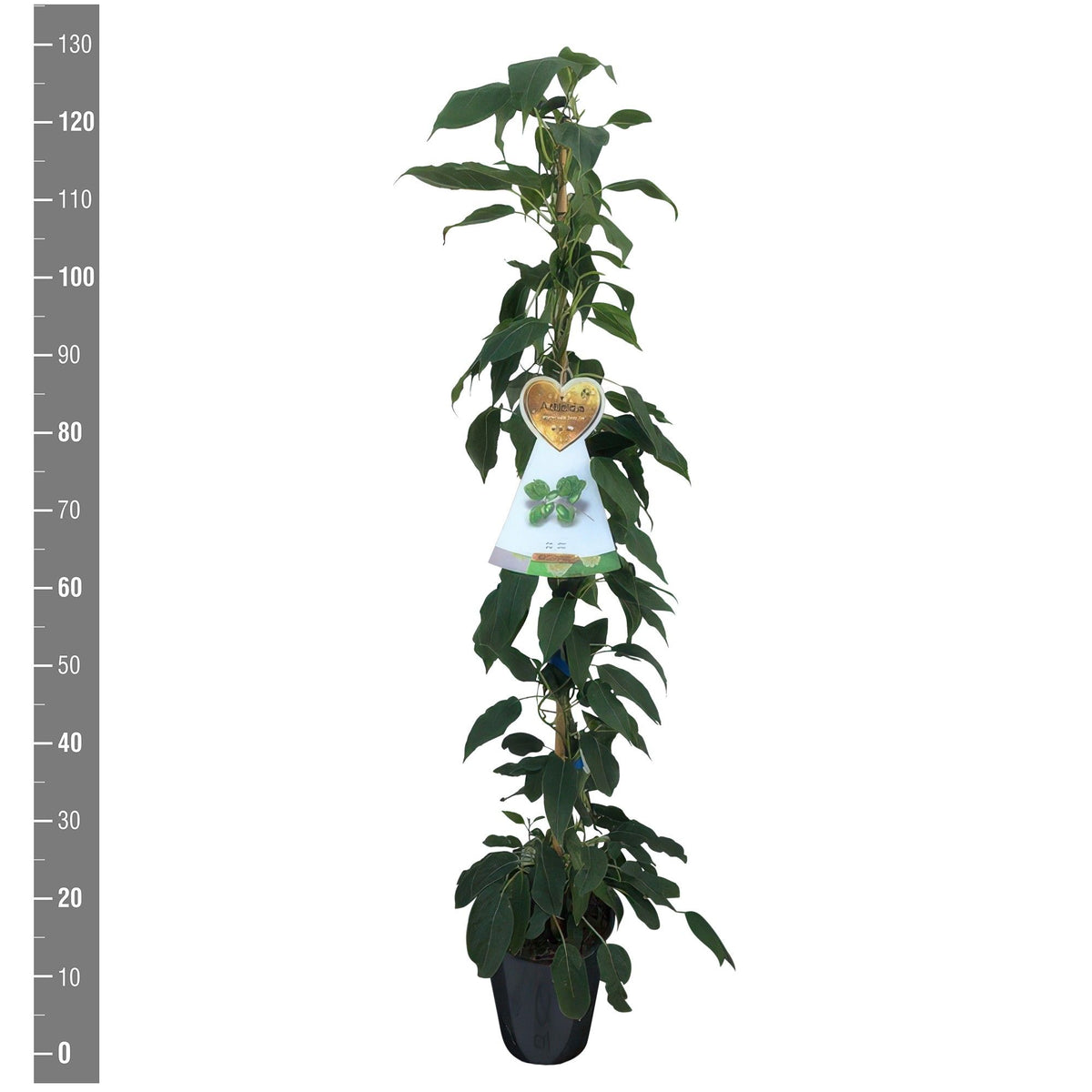 Actinidia chin. &