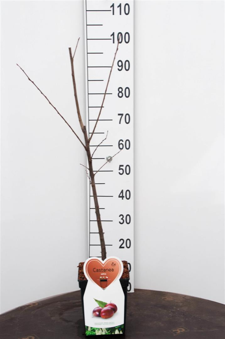 Castanea sativa (Äkta kastanj) C5 (5 liters kruka), buskform