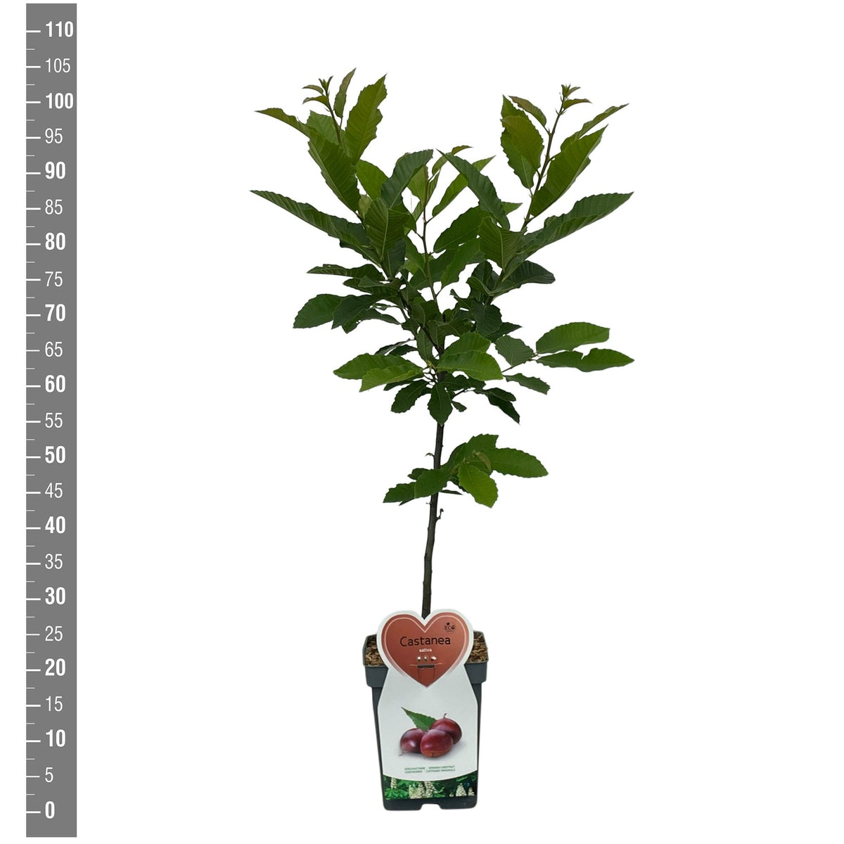 Castanea sativa C5 (5 liters kruka) Buske