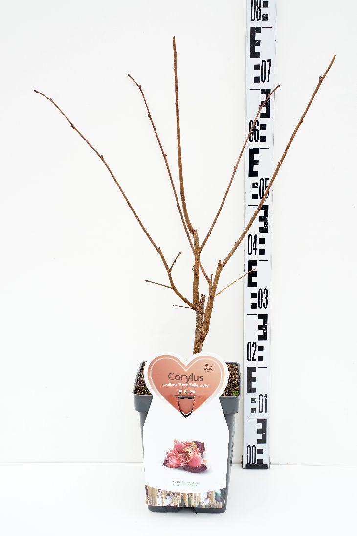 Corylus &