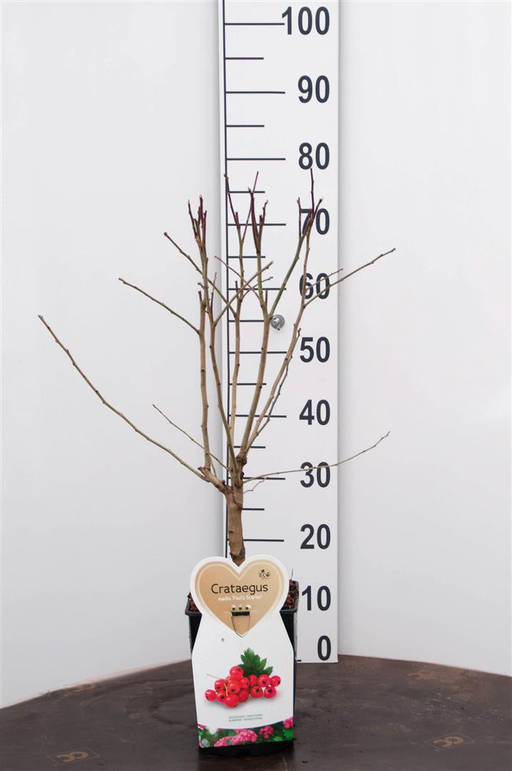 Crataegus media &
