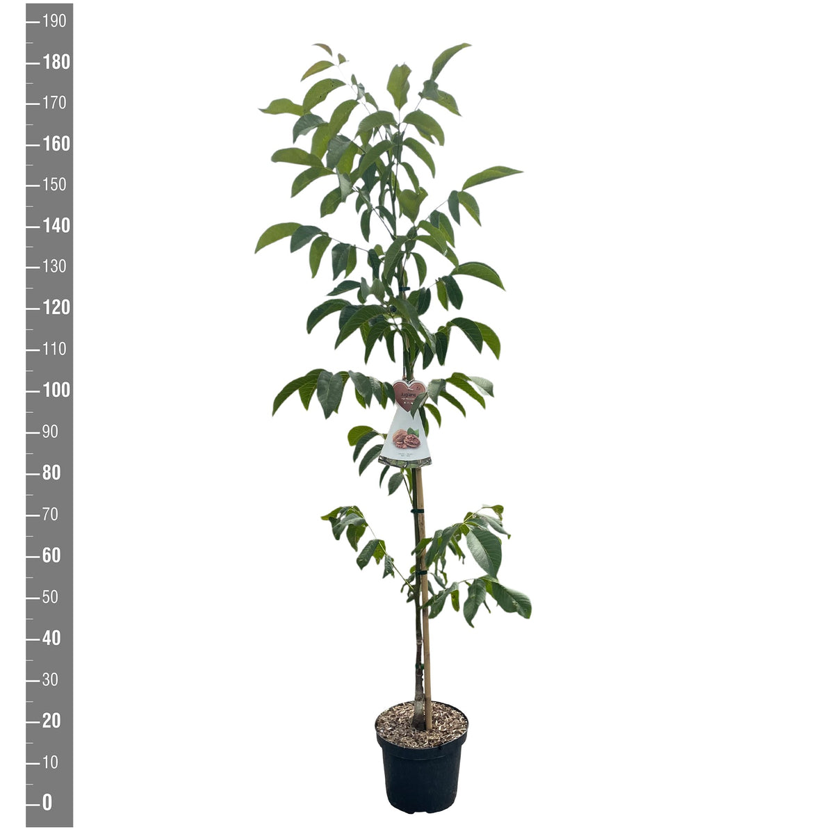 Juglans regia &