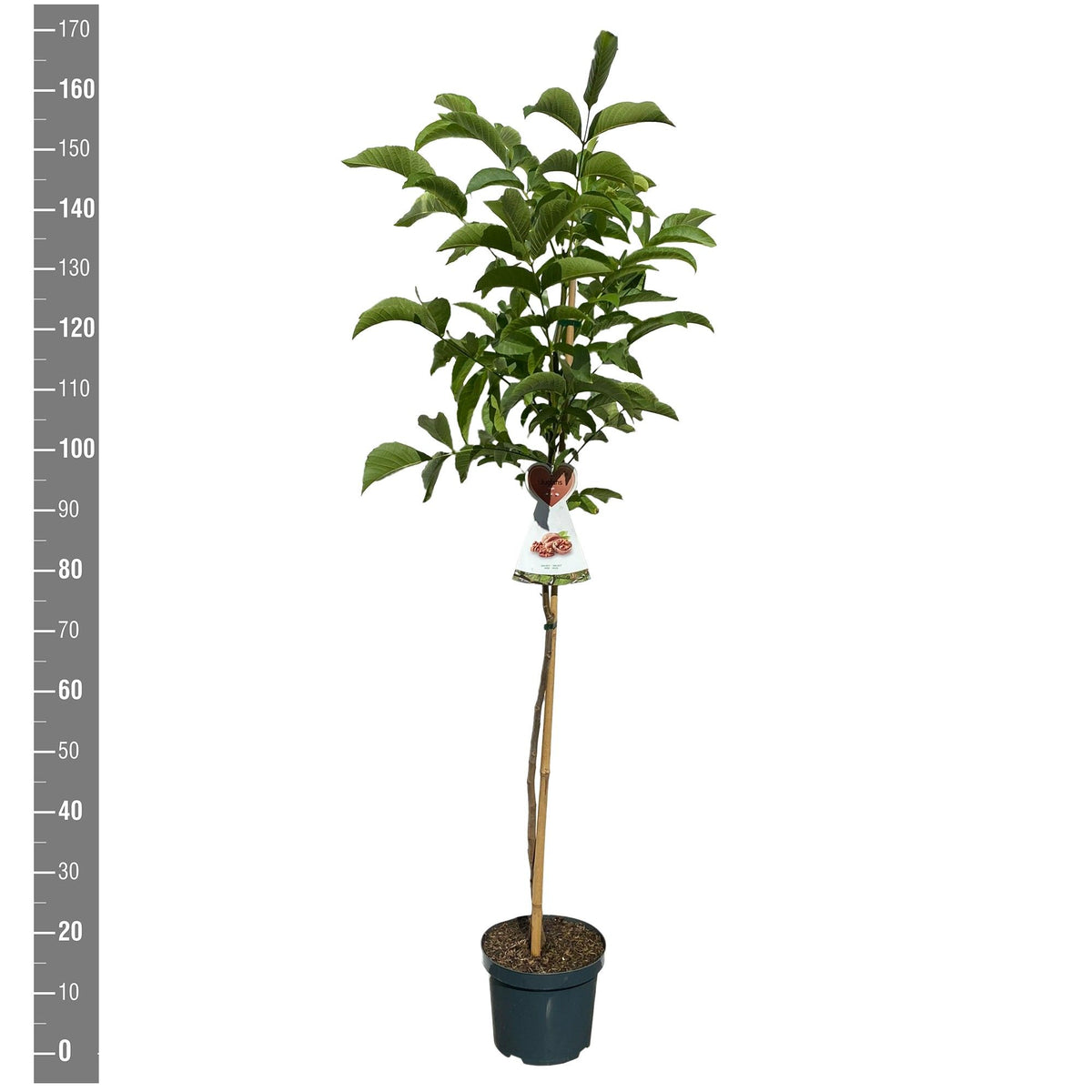 Juglans regia C7,5 (7,5 liters kruka) buskform