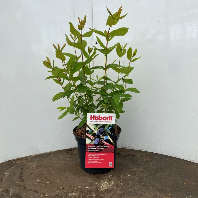 Lonicera kamt. &
