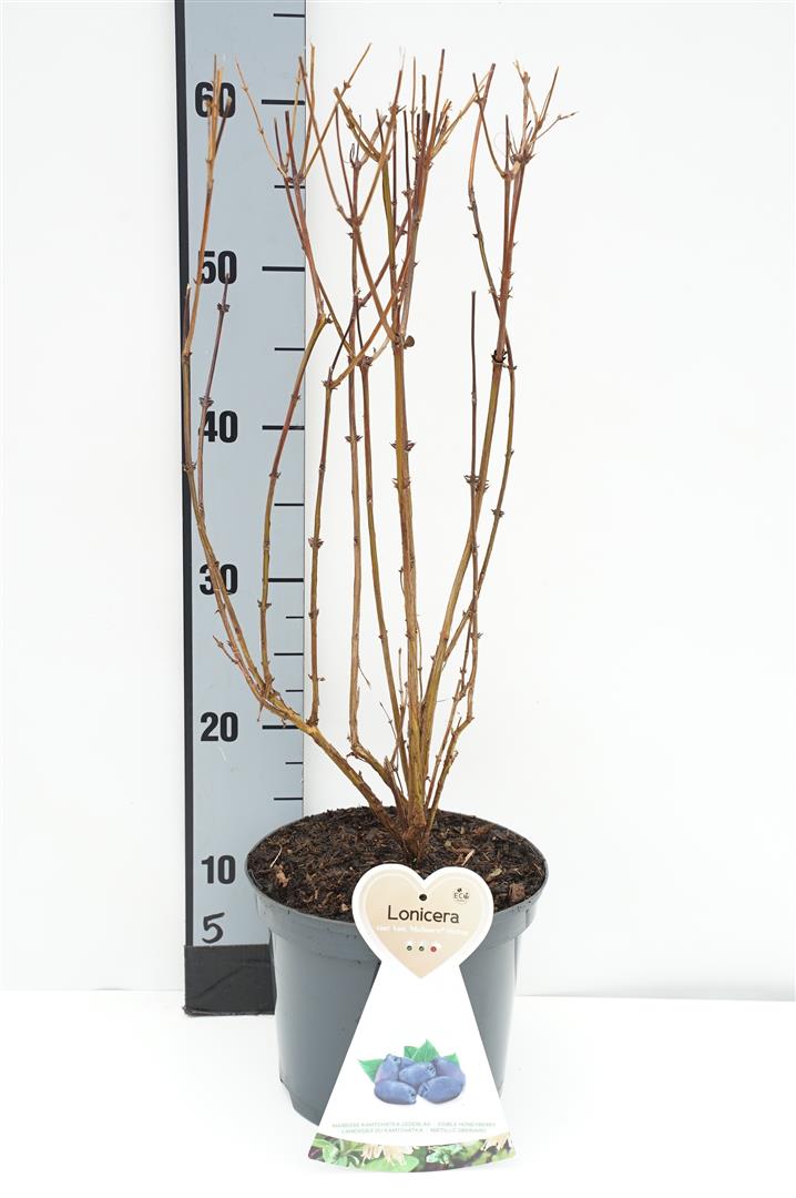 Lonicera k. &