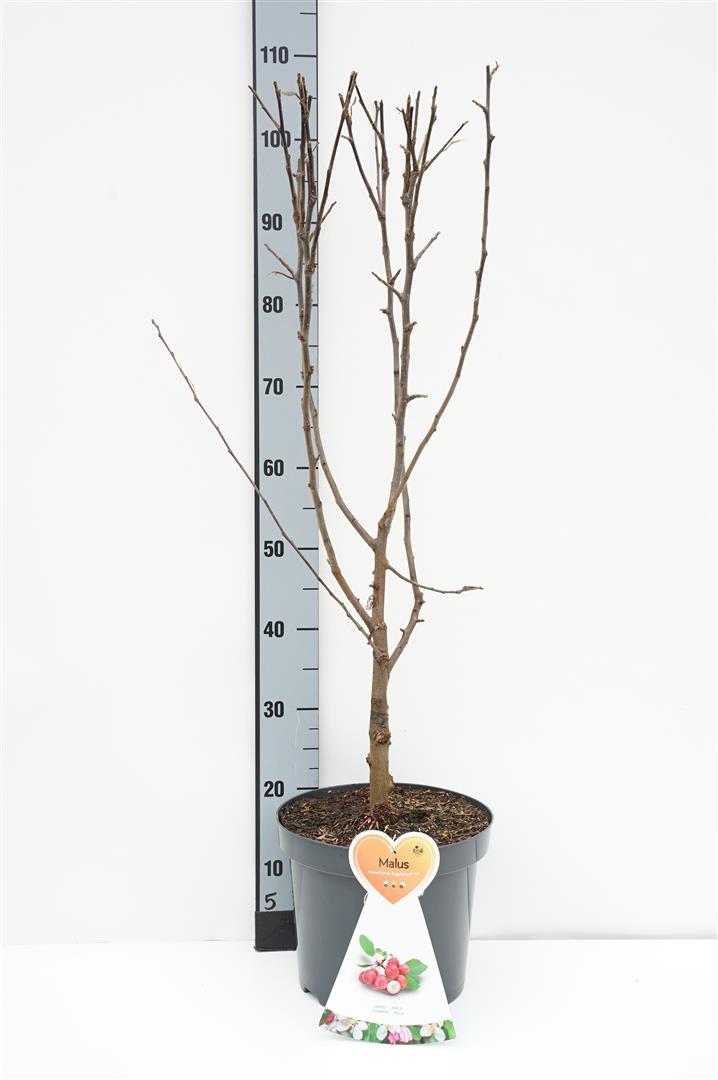 Malus trans. &