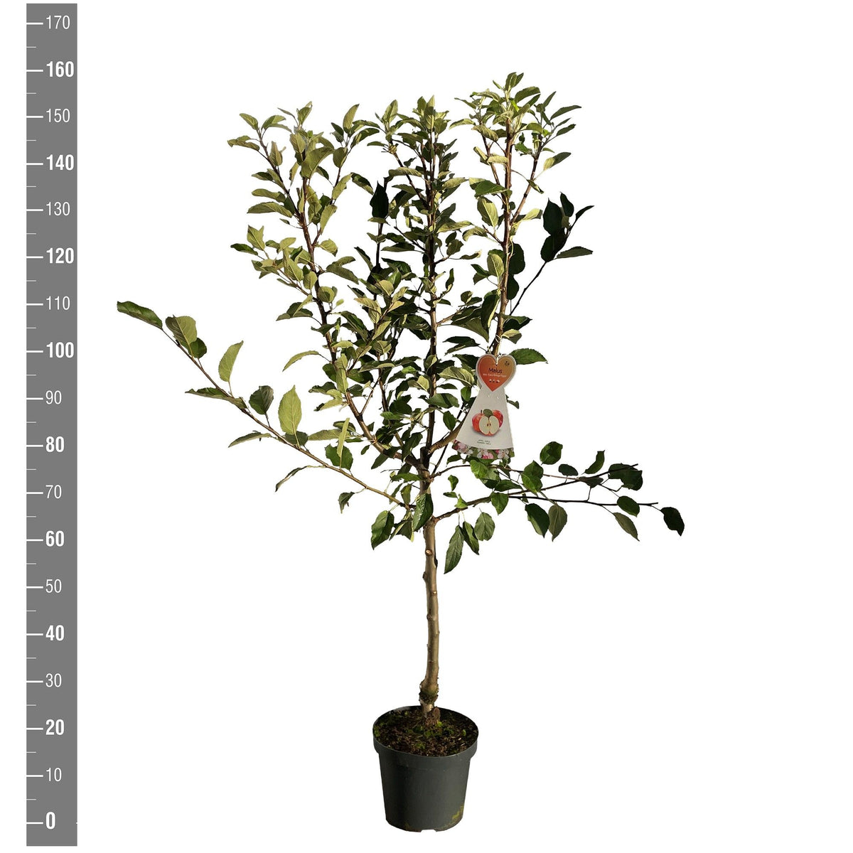 Malus d. &