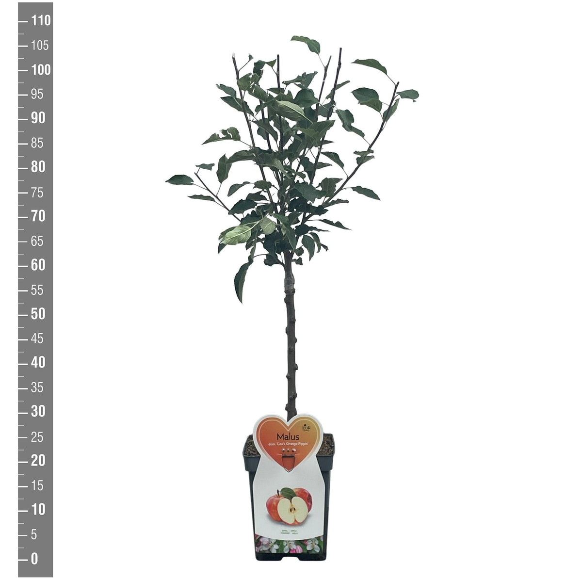 Malus d. &