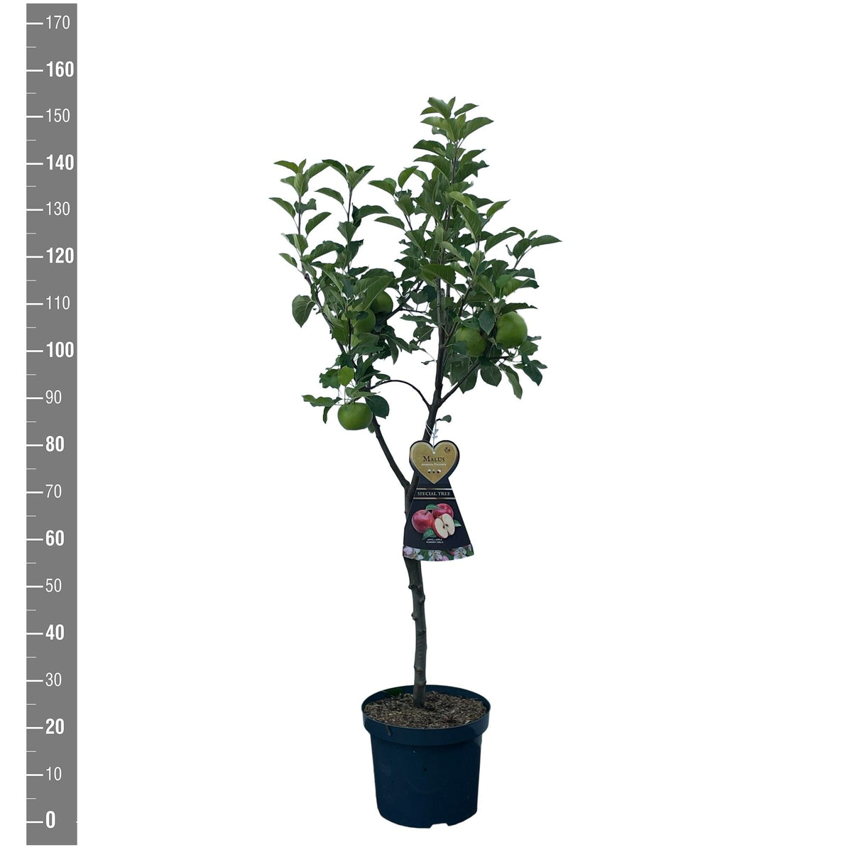 Malus d. &