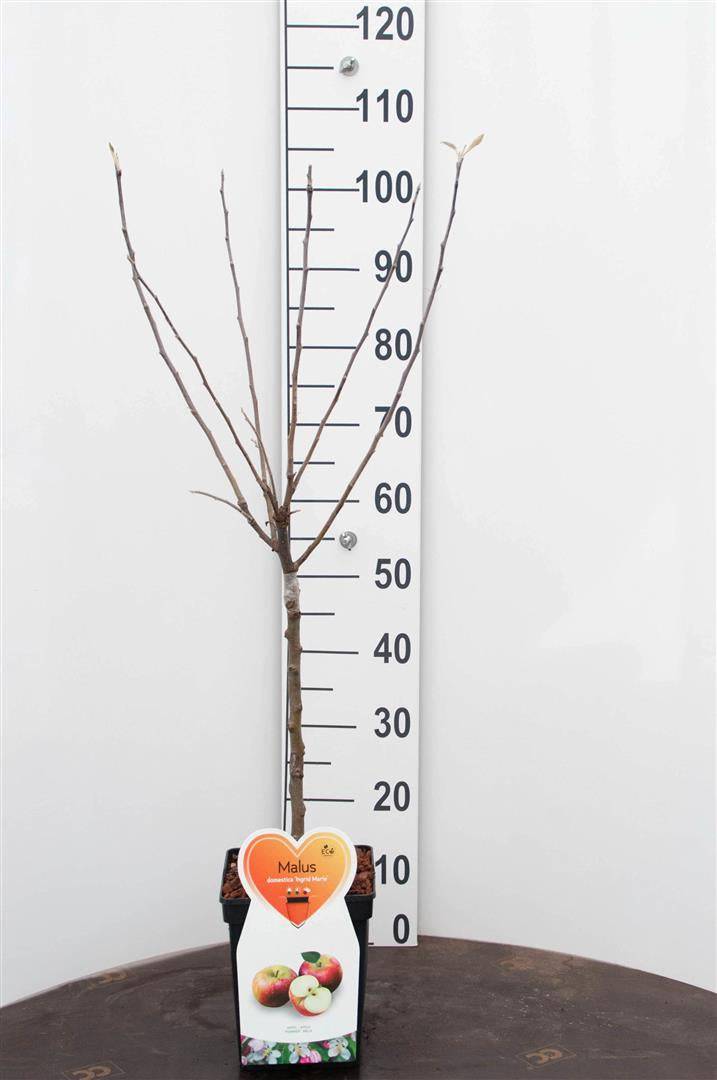Malus d. &