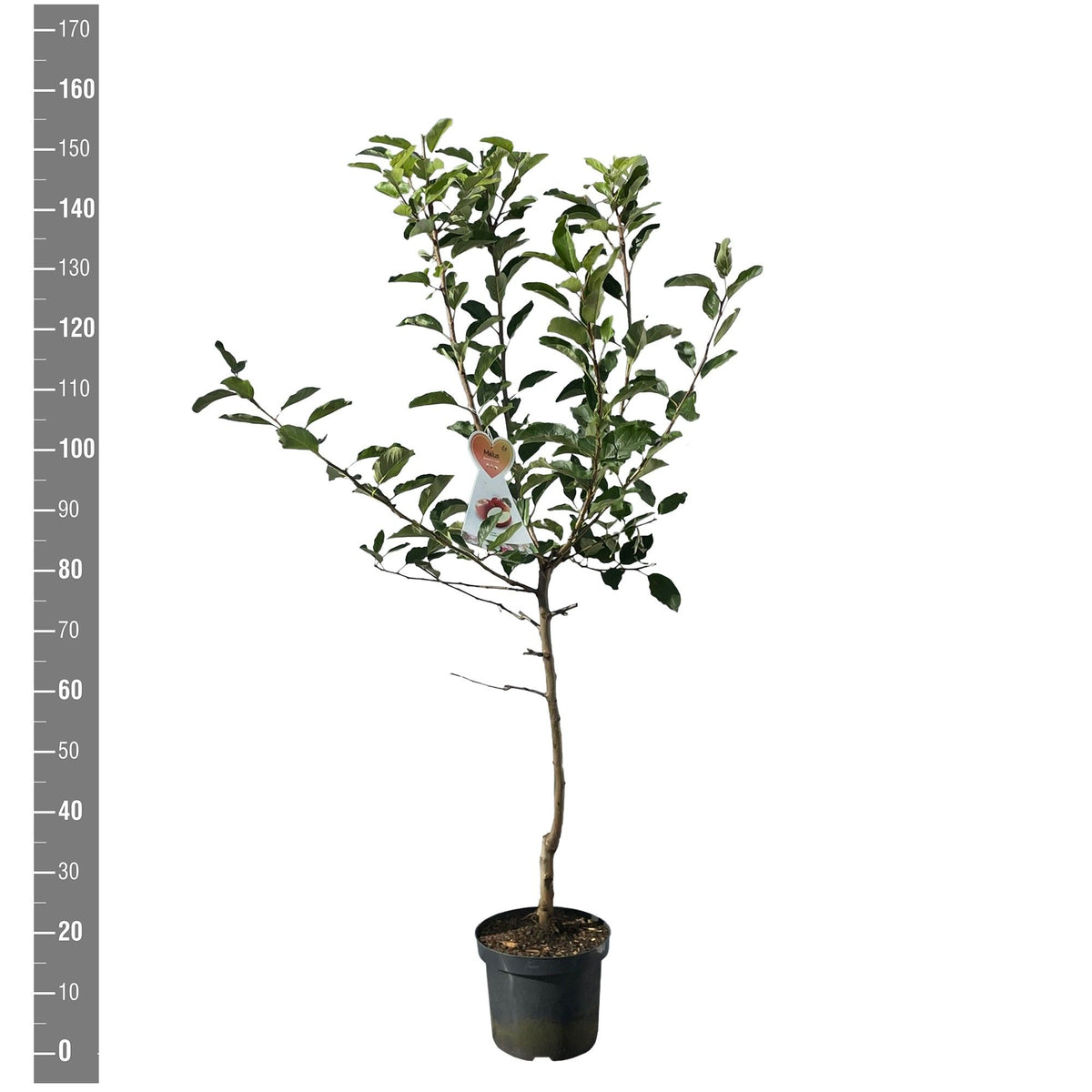 Malus d. &