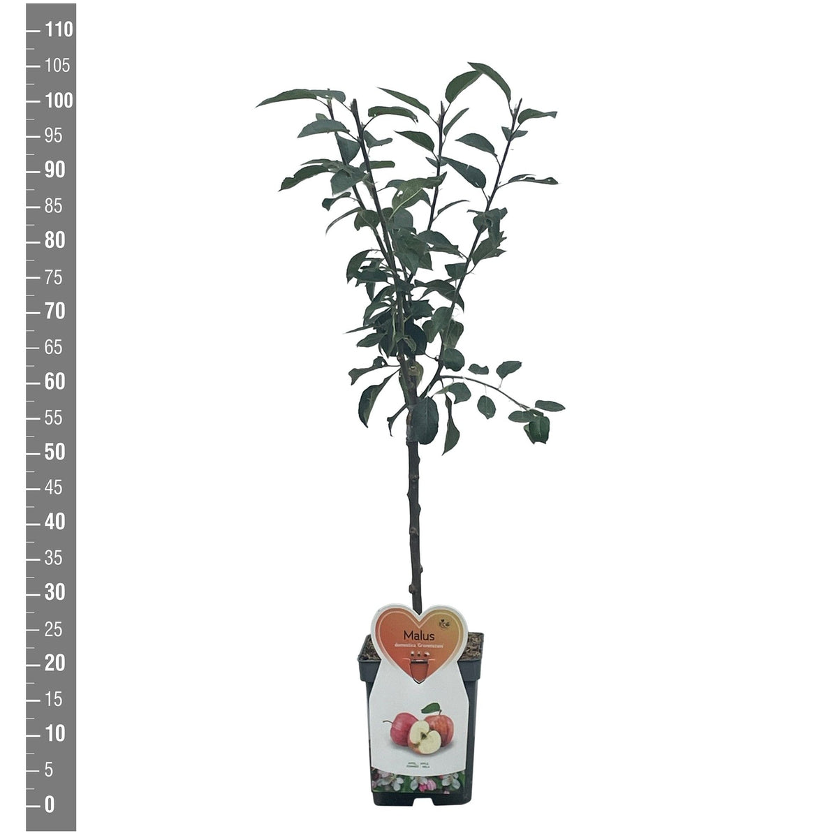 Malus d. &