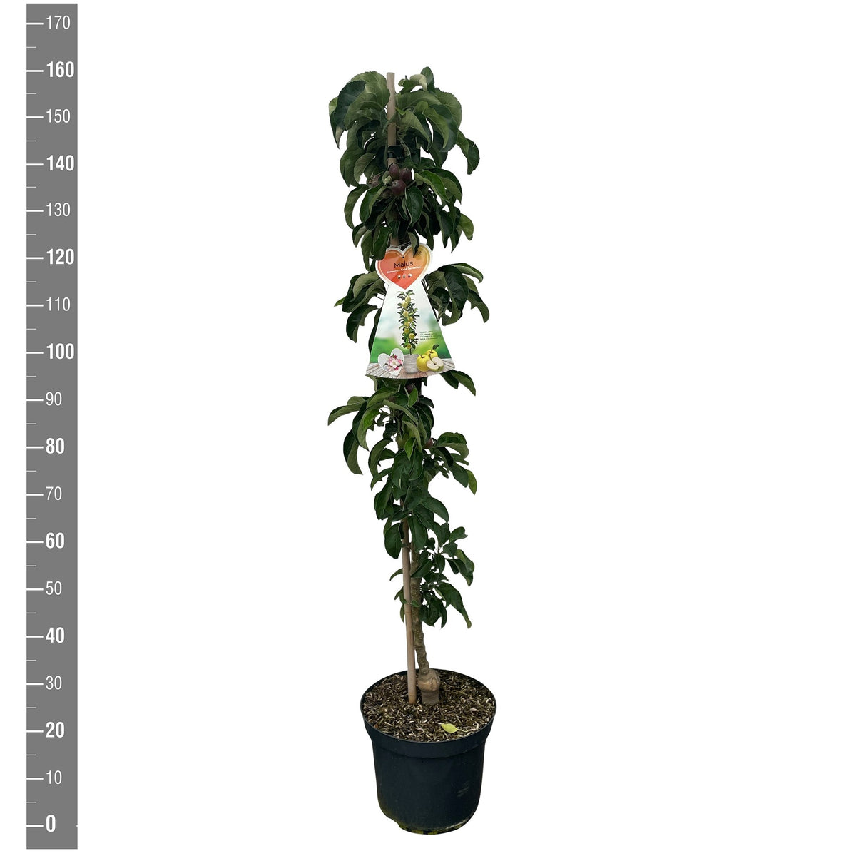 Malus dom. &