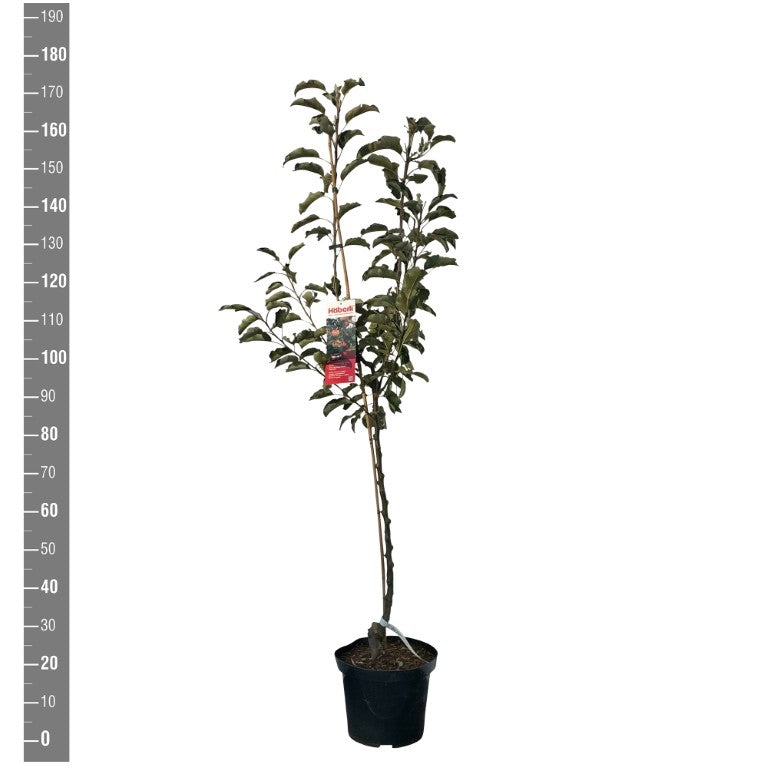 Malus d. &