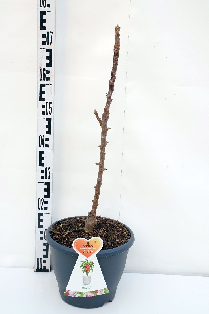 Malus domestica &