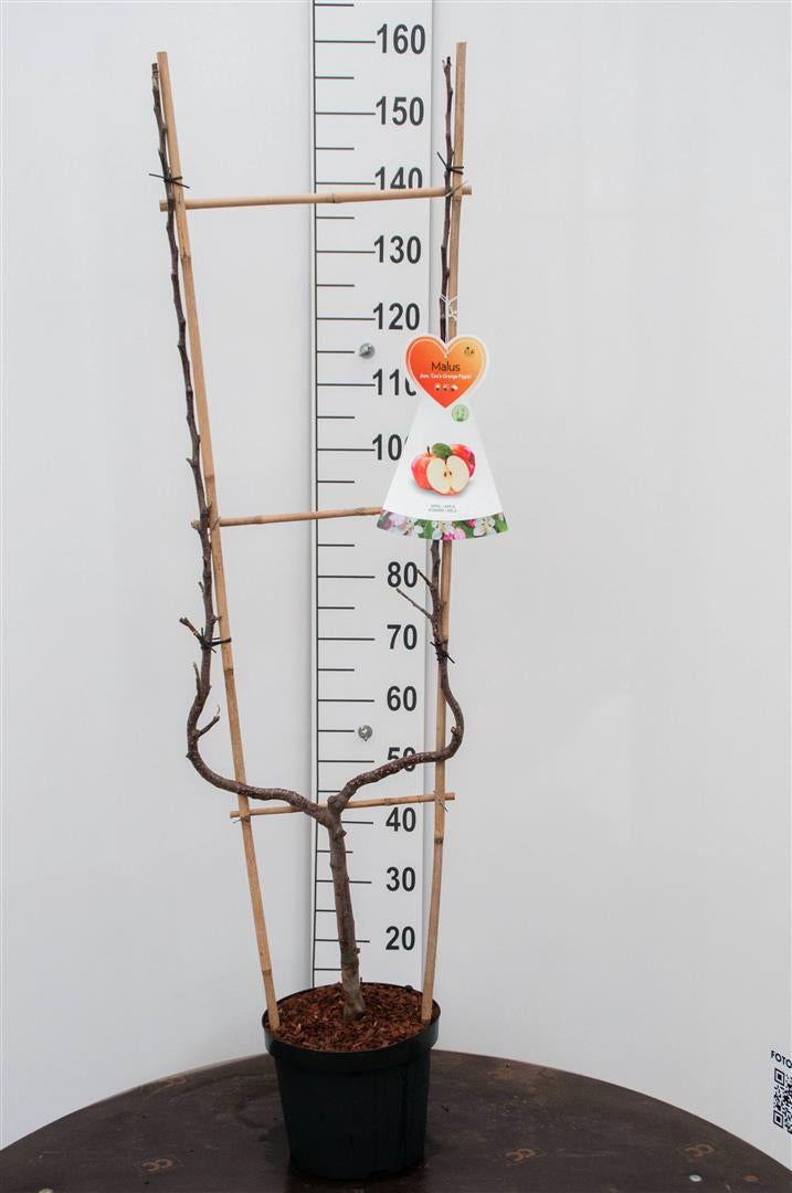 Malus domestica &
