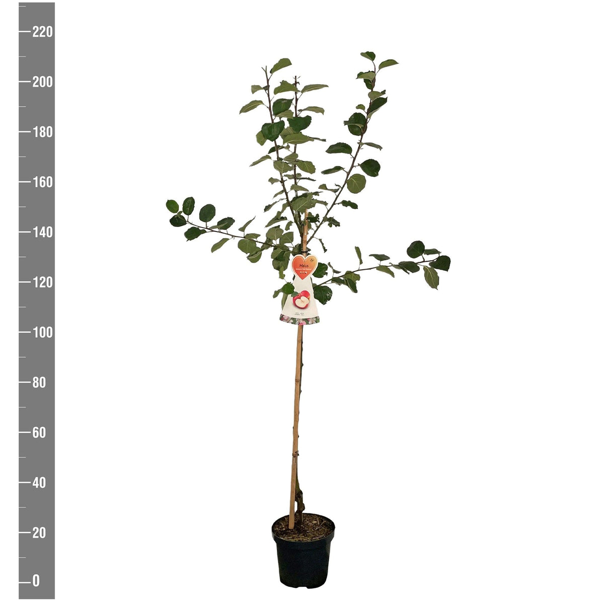 Malus d. &