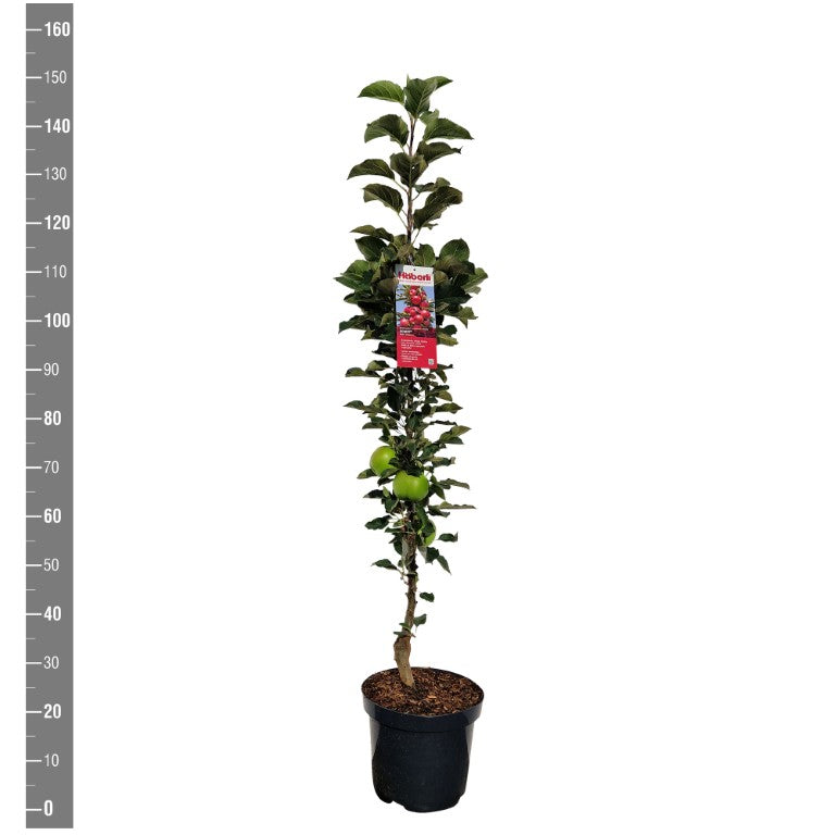 Malus d. &