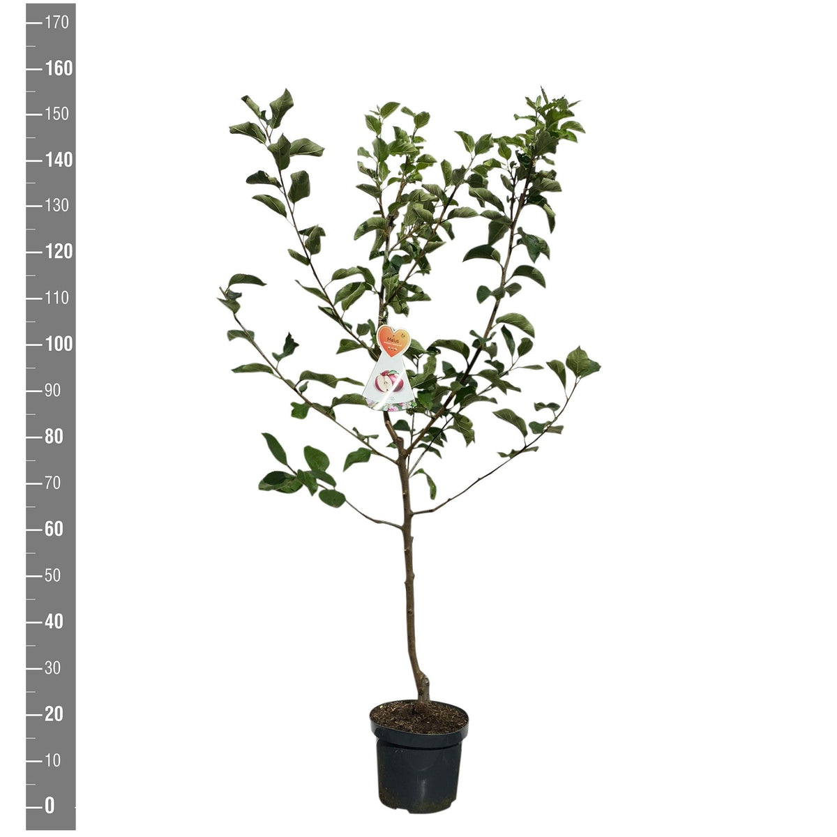 Malus d. &