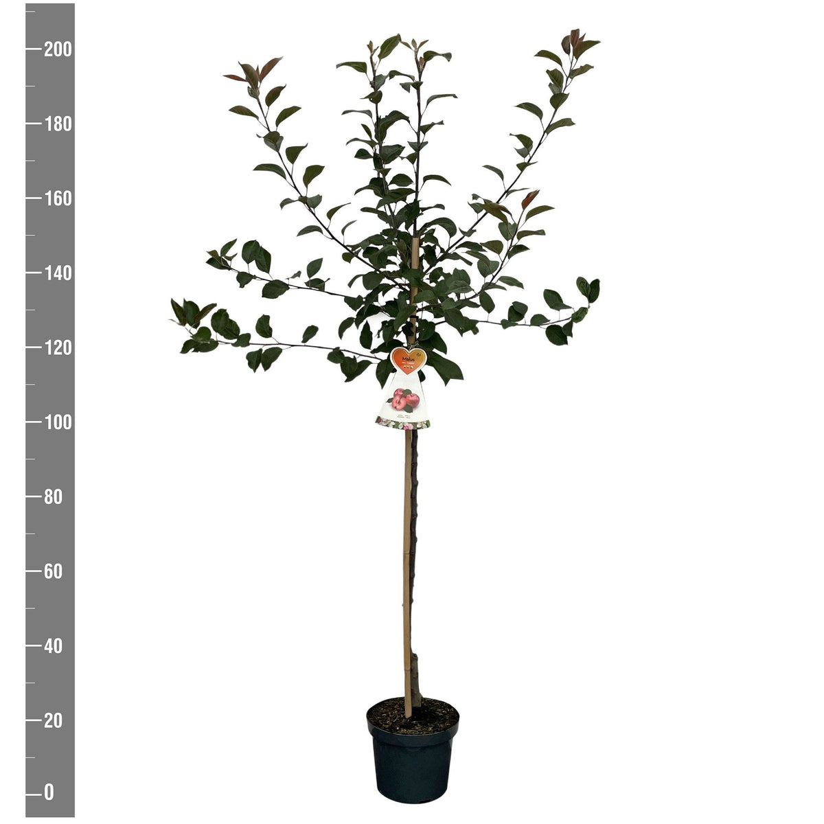 Malus d. &