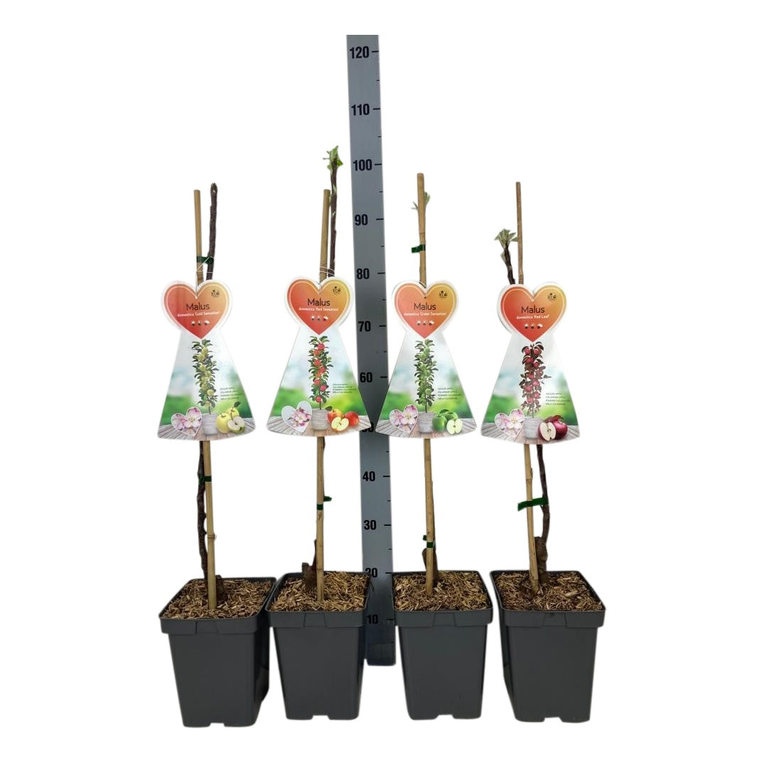 Malus domestica (olika sorter) - C5 (5 liters kruka) / 23 cm kruka, pelarträd