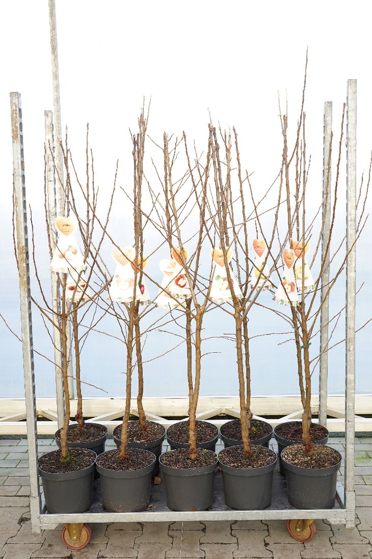 Malus domestica i olika sorter C7,5 (7,5 liters kruka) Buskform