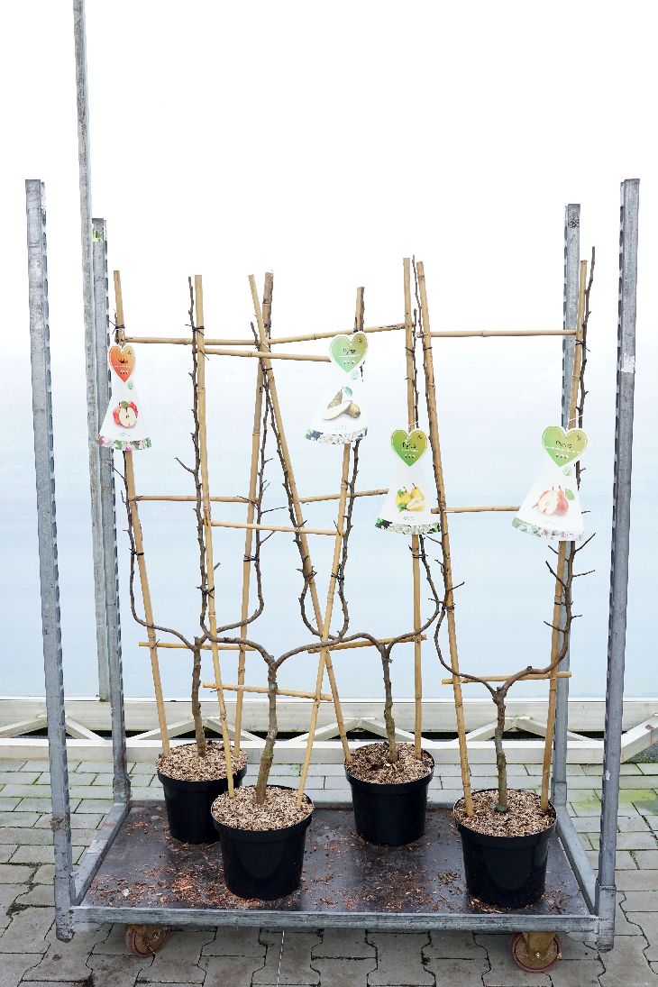 Malus d. i sorter C7,5 (7,5 liters kruka) U-formad