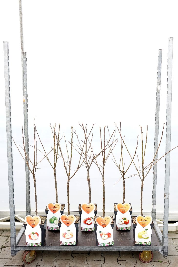 Malus d. i olika sorter C5 (5 liters kruka) / 23 cm kruka Busk