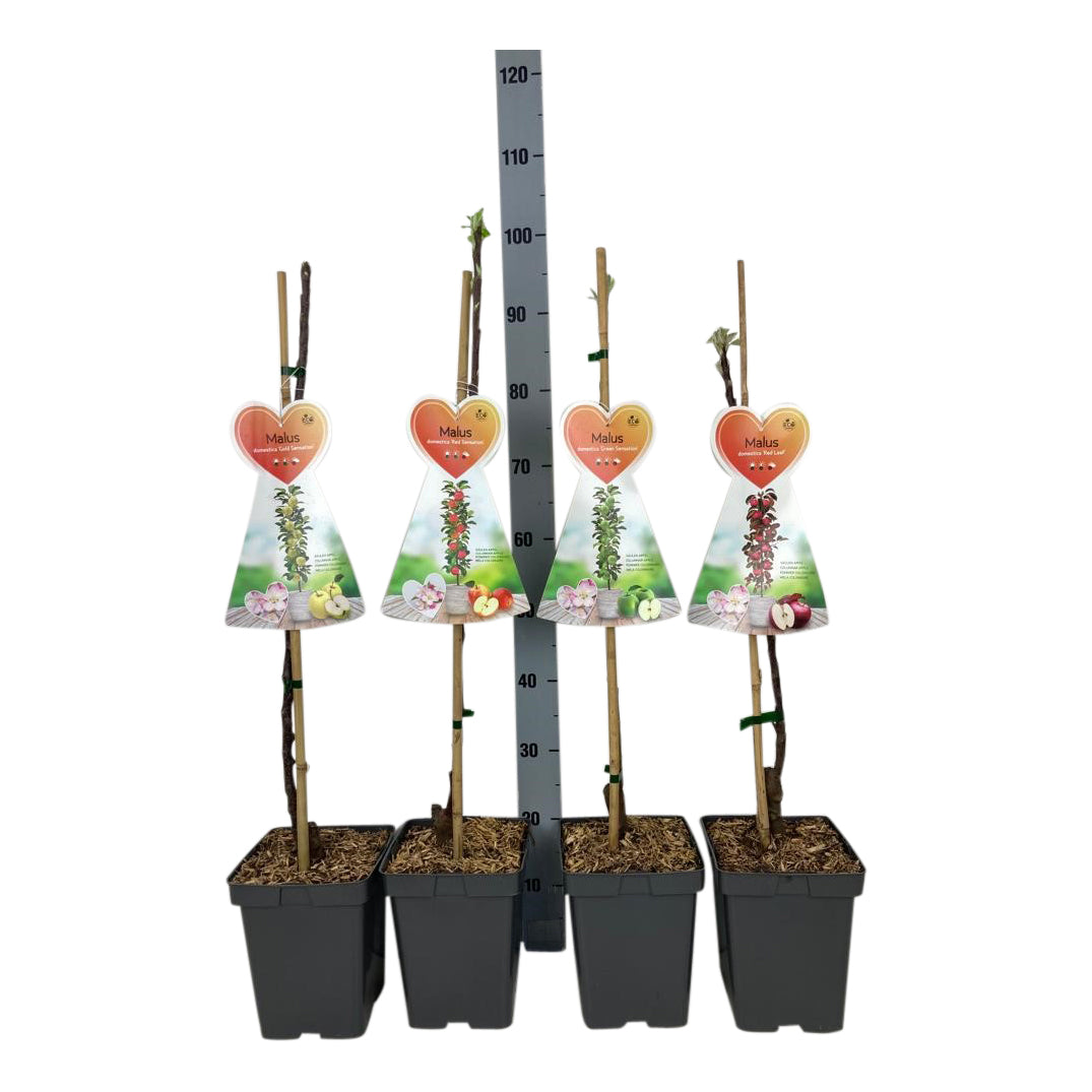 Malus d. &