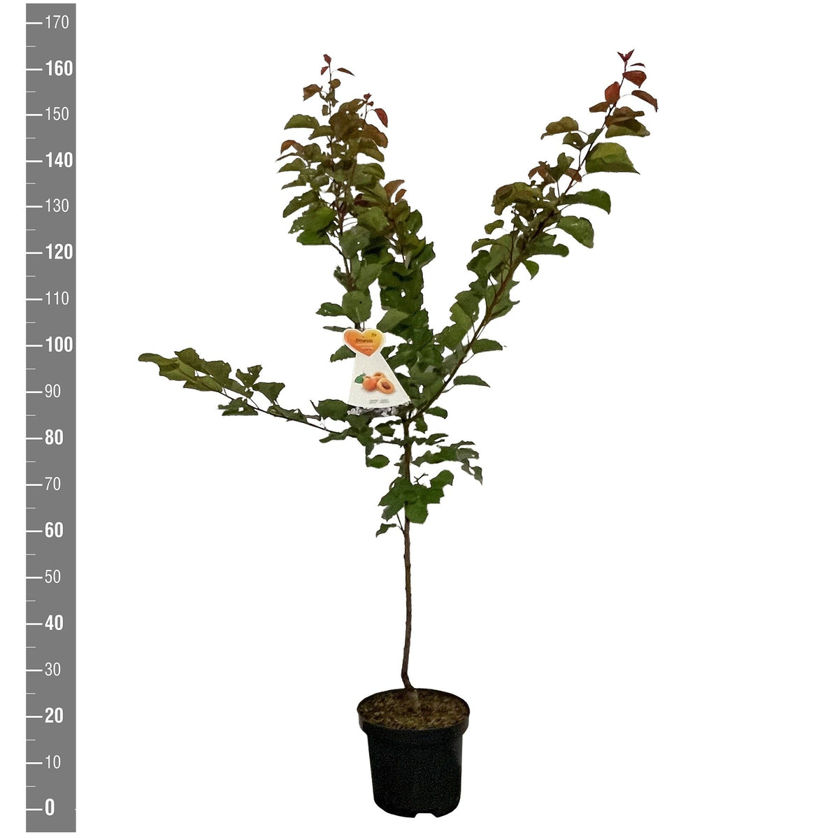 Prunus arm. &
