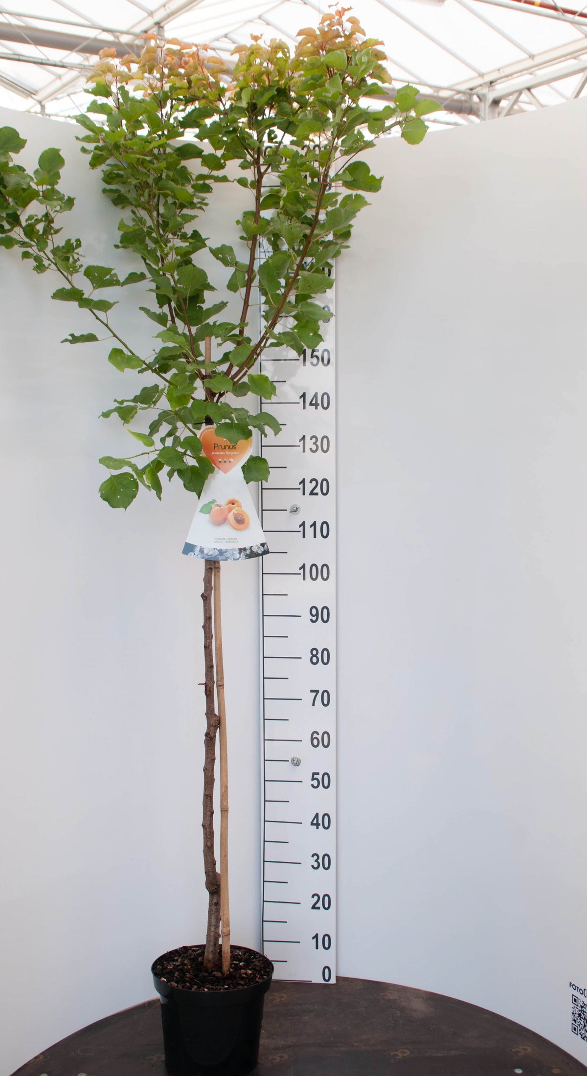 Prunus arm. &