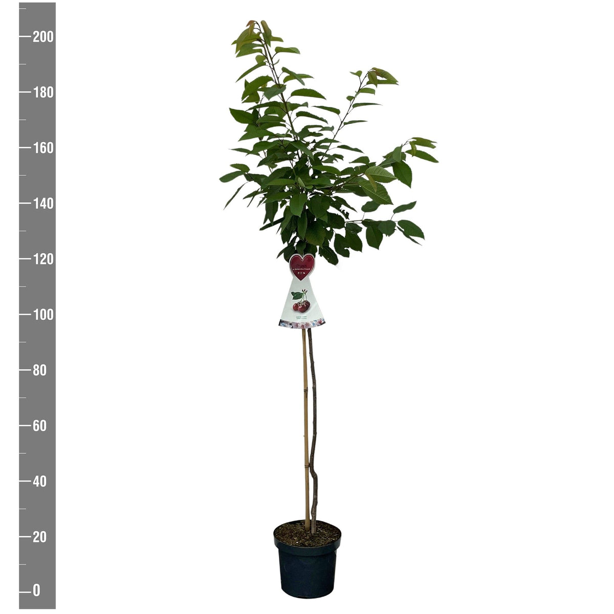 Prunus a. &